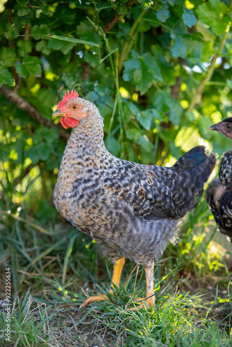 Jeune coq de race de Bielefeld, en liberté, debout dans un jardin. Scène ensoleillée dans le poulailler en extérieur. La poule de Bielefeld, ou Bielefelder en allemand, est une race de poule domestiqu