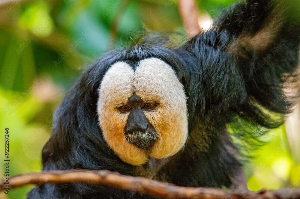 Naklejka premium Ausdrucksstarker Saki im Tierpark Nürnberg