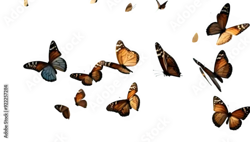 Obraz groupe de papillon en vol