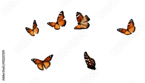 Obraz groupe de papillon en vol six