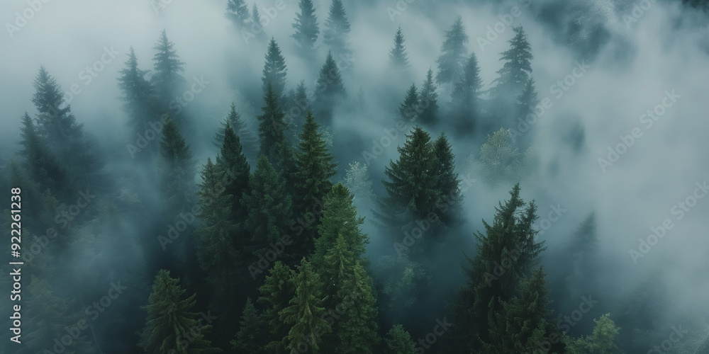 Fototapeta premium Aerial view of a misty fir forest with glowing sun light a foggy, nature landscape at sunrise. A scenic dreamy dawn background 