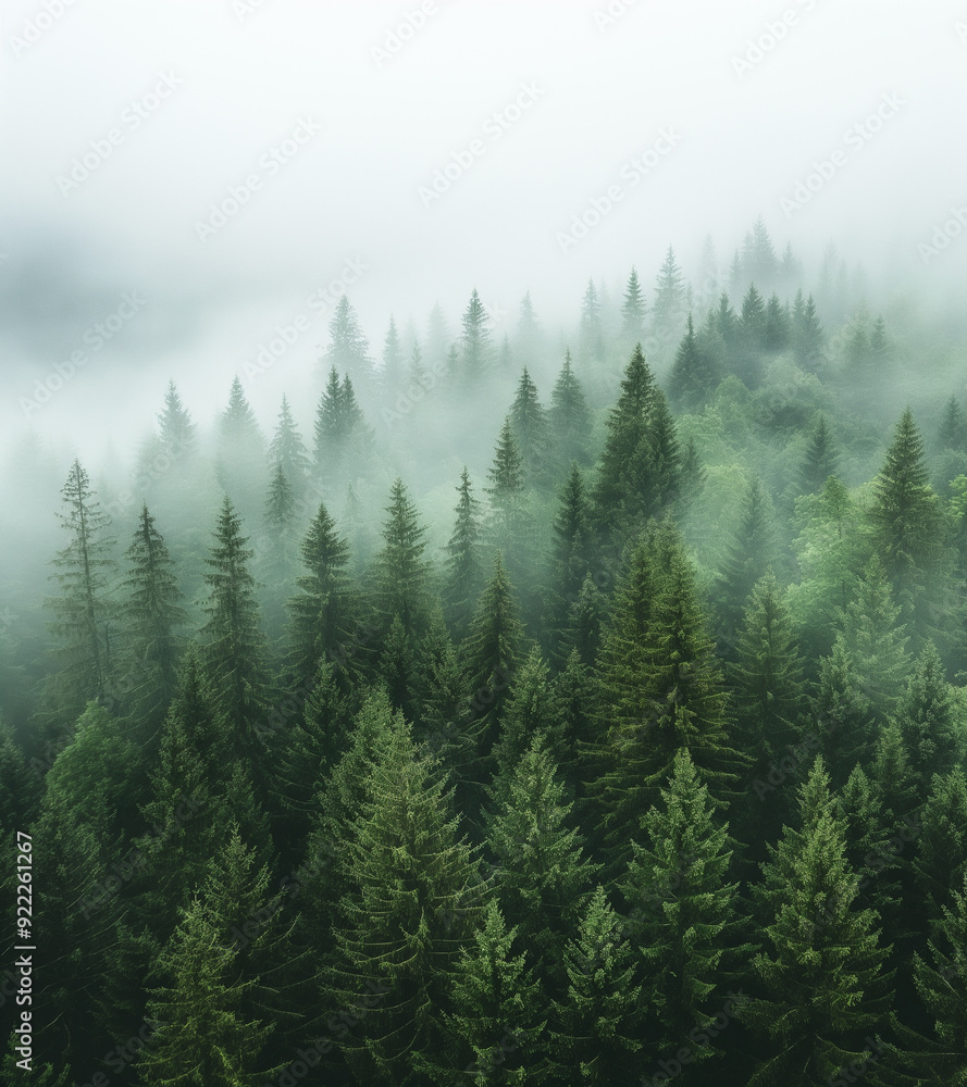 Fototapeta premium Aerial view of a misty fir forest with glowing sun light a foggy, nature landscape at sunrise. A scenic dreamy dawn background 