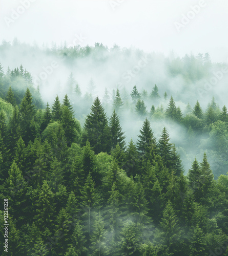 Fototapeta Naklejka Na Ścianę i Meble -  Aerial view of a misty fir forest with glowing sun light a foggy, nature landscape at sunrise. A scenic dreamy dawn background
