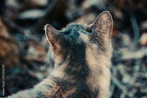 Close up of the back of a cat's head