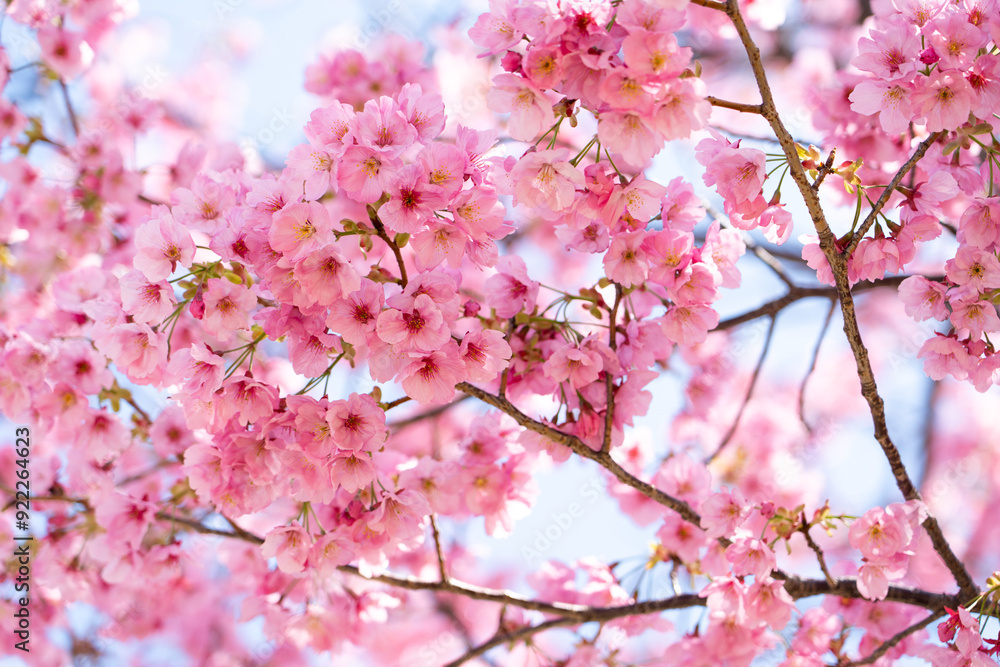 Closed up background of pink color flower sakura (cherry) blossom Closed up background of pink color flower sakura (cherry) blossom