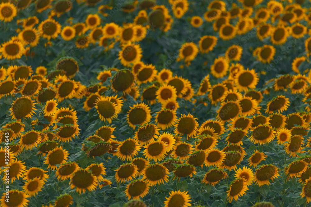 An endless field of sunflowers stretches to the horizon, creating the illusion of infinity. A field of sunflowers against the backdrop of sunset or sunrise. Close-up. Bright yellow flowers. An endless field of sunflowers stretches to the horizon, creating the illusion of infinity. A field of sunflowers against the backdrop of sunset or sunrise. Close-up. Bright yellow flowers.