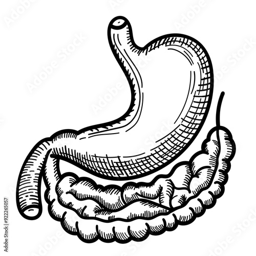 Illustration of stomach drawing, in line art style, organ, human, drawing, vector