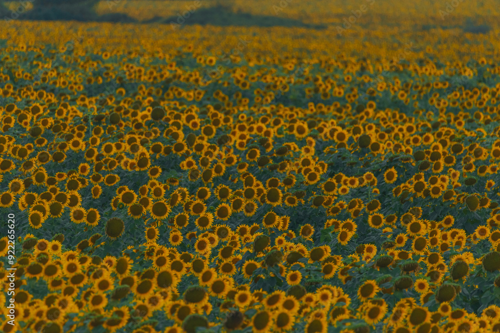 An endless field of sunflowers stretches to the horizon, creating the illusion of infinity. A field of sunflowers against the backdrop of sunset or sunrise. Close-up. Bright yellow flowers. An endless field of sunflowers stretches to the horizon, creating the illusion of infinity. A field of sunflowers against the backdrop of sunset or sunrise. Close-up. Bright yellow flowers.