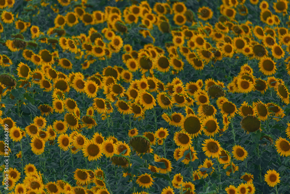 An endless field of sunflowers stretches to the horizon, creating the illusion of infinity. A field of sunflowers against the backdrop of sunset or sunrise. Close-up. Bright yellow flowers. An endless field of sunflowers stretches to the horizon, creating the illusion of infinity. A field of sunflowers against the backdrop of sunset or sunrise. Close-up. Bright yellow flowers.