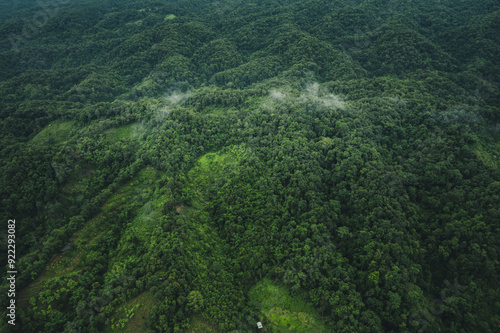 Aerial top view forest tree