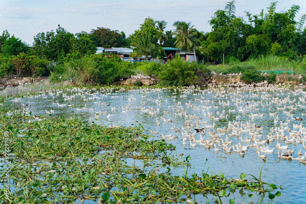 Fototapeta premium Duck farm. Poultry farm for meat production. The surroundings of Nha Trang city in Vietnam. 