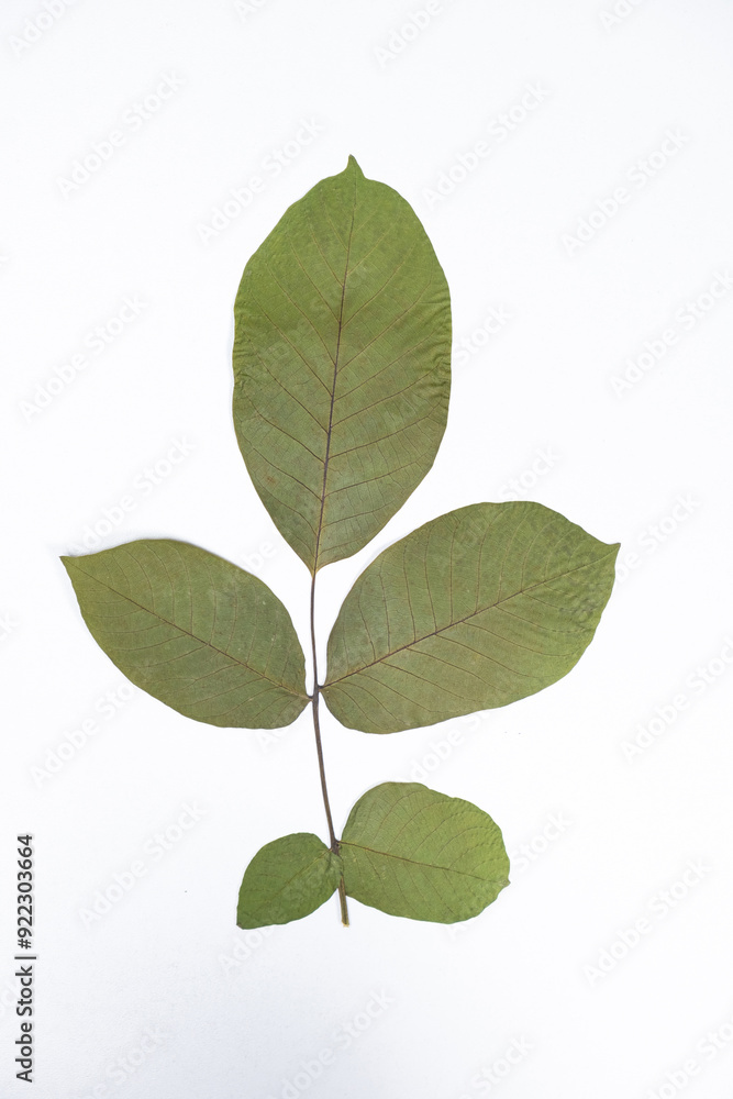 Fototapeta premium Dried walnut tree leaves, herbarium on white background, top view
