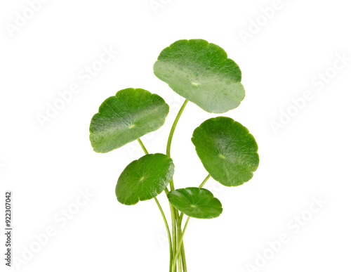 Group of Gotu kola (Centella asiatica) leaves transparent png