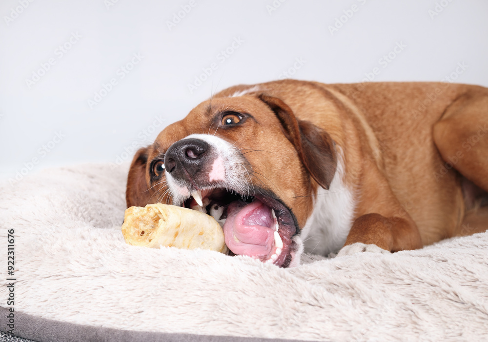 Dog with chew bone biting it with mouth wide open. Puppy dog enjoying chew stick. Dental chew stick for teeth and mental enrichment. Rawhide alternative. Female Harrier mix. Selective focus.