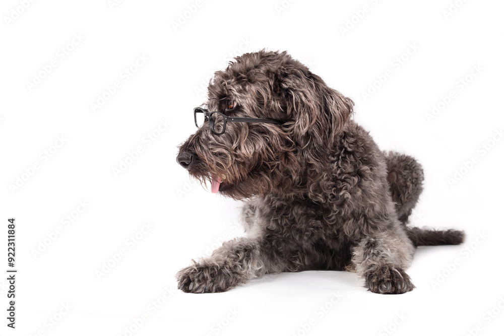Smart dog wearing glasses. Large gray puppy dog looking at something with interest. Pet themed education background, student, learning or eyesight. Gray female Labradoodle. Selective focus. Smart dog wearing glasses. Large gray puppy dog looking at something with interest. Pet themed education background, student, learning or eyesight. Gray female Labradoodle. Selective focus.