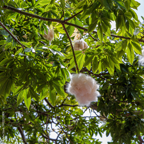 Obraz na płótnie Quinta Splendida Botanical Garden on the island of Madeira w salonie