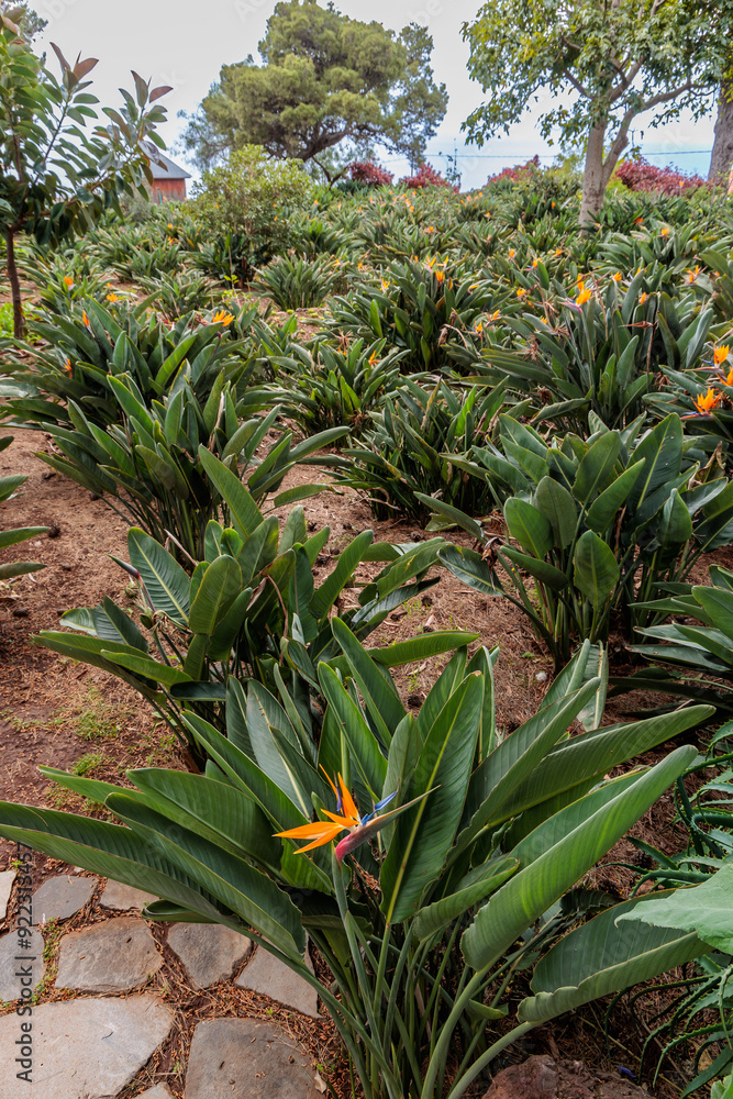 Quinta Splendida Botanical Garden on the island of Madeira
