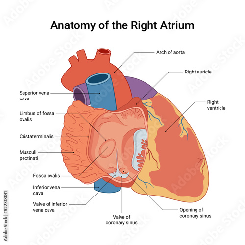 Anatomy of the Right Atrium