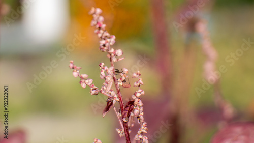 A flower with a brown stem and pink petals