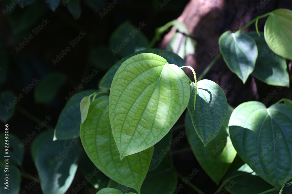 Chaplu tree with green leaves in the backyard. Chaplu tree with green leaves in the backyard.