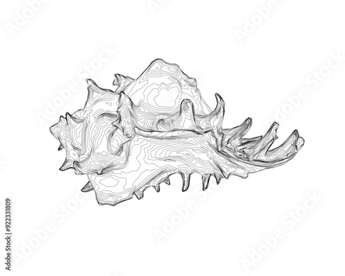 Outline spiral conch sea shell, sketch style vector illustration isolated on white background. Contour drawing of saltwater conch, sea snail shell
