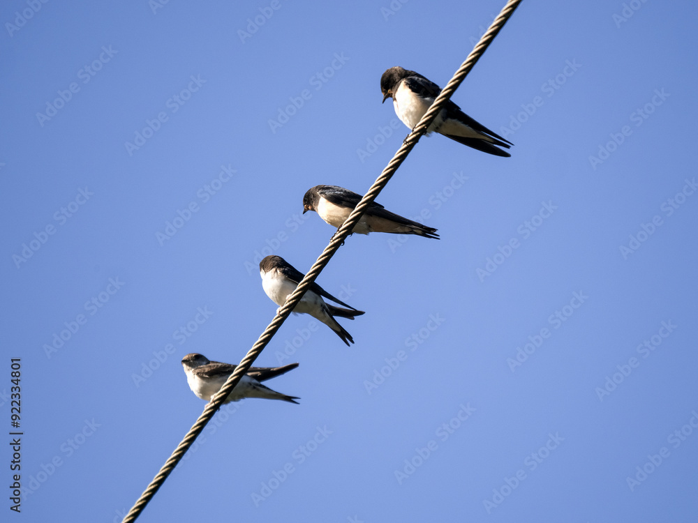 Swallows sit on wires. Bosnia and Herzegovina