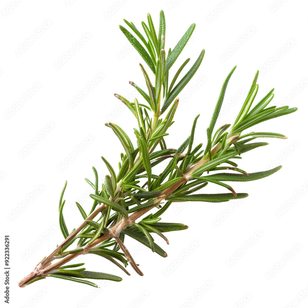 Fototapeta premium Fresh Rosemary Herb Isolated Without Background for Culinary Use.