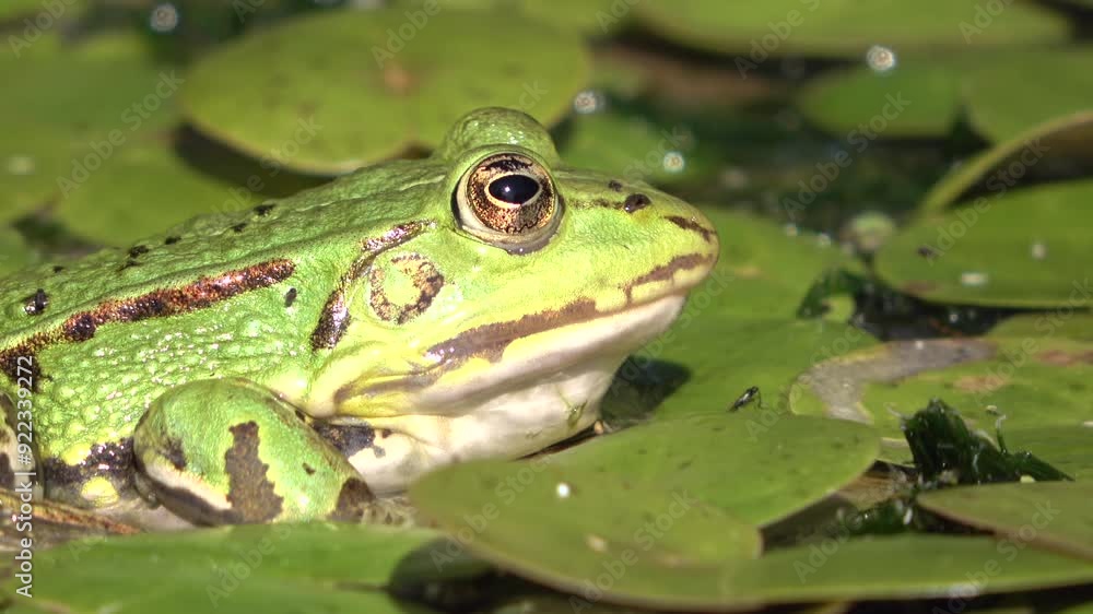 Sitzender, grüner Wasserfrosch, Teichfrosch am Teich, Rana esculenta, Close-up Sitzender, grüner Wasserfrosch, Teichfrosch am Teich, Rana esculenta, Close-up
