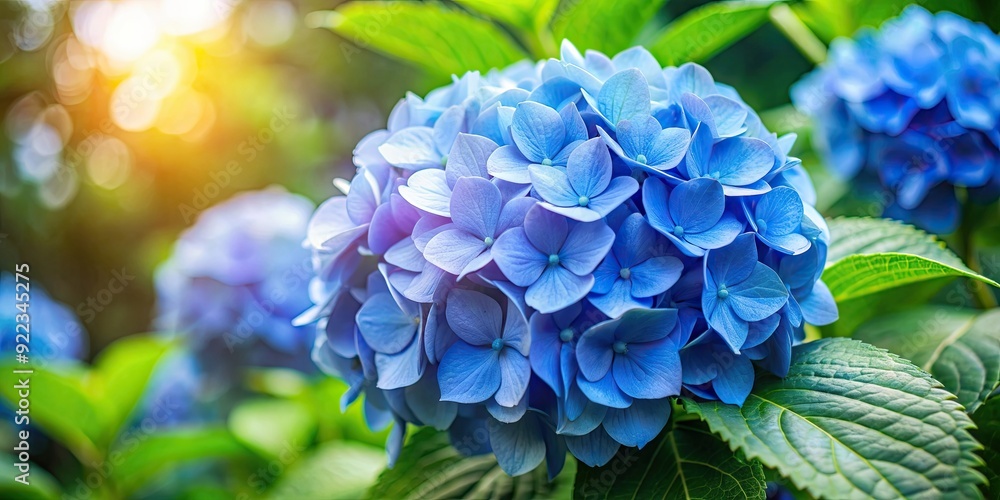 Beautiful blue hydrangea flower in full bloom, hydrangea, blue, flower, blossom, garden, plant, nature, vibrant, petal