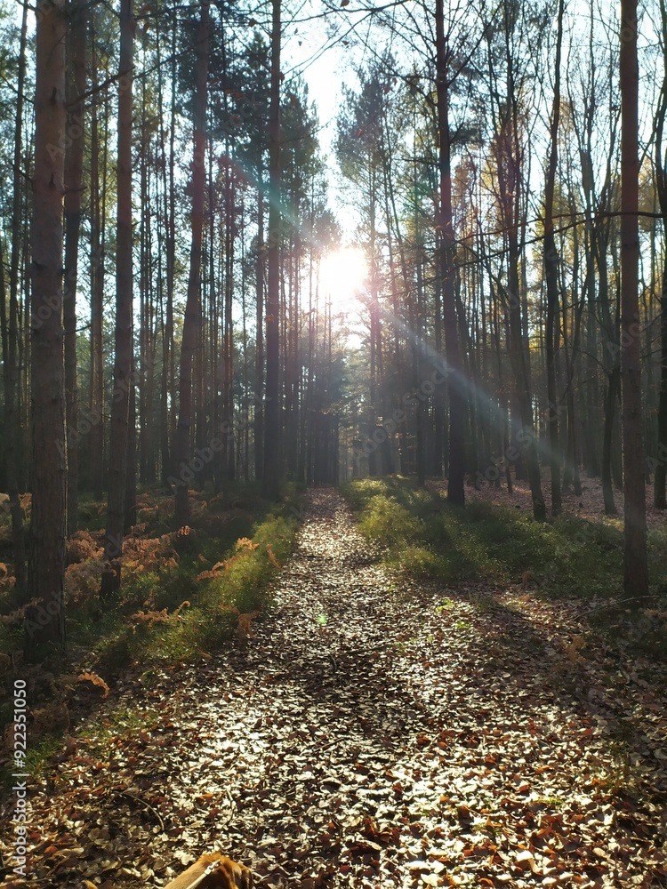 Fototapeta premium path in the forest