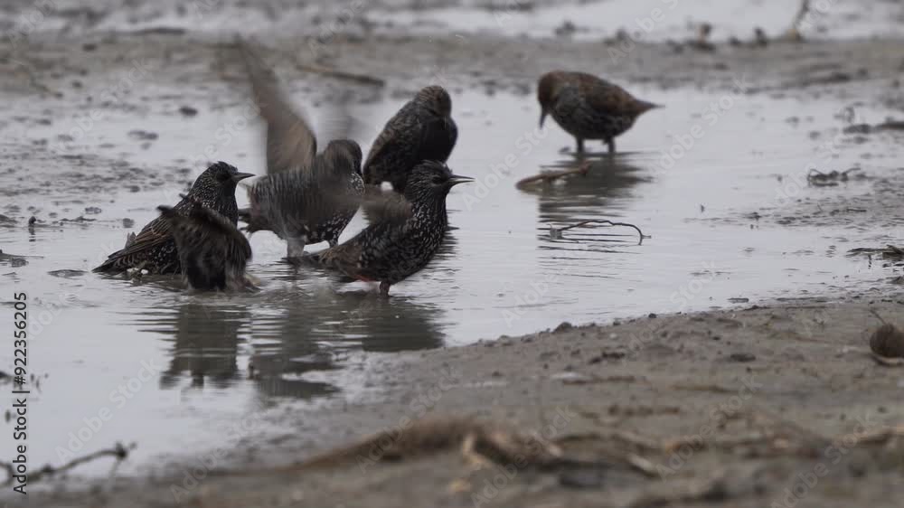 A group of common starlings (Sturnus vulgaris) also known as the European starlings taking a bath in the early morning A group of common starlings (Sturnus vulgaris) also known as the European starlings taking a bath in the early morning