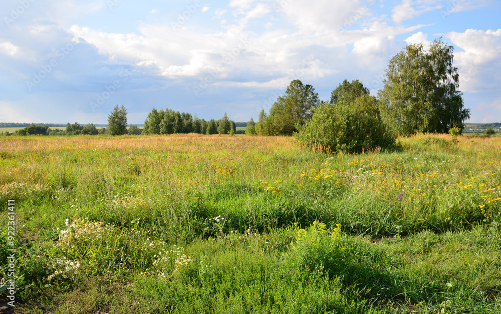a field of wild flowers and trees with rainy sky in the background  