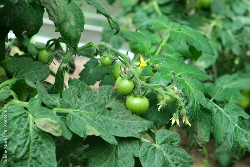 branch with green tomatoes, yellow flower on branch, tomato blossom