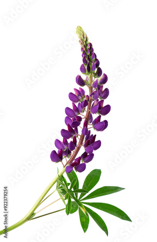 Purple lupine flowers isolated on white background. Bunch of colorful lupines, spring flower.