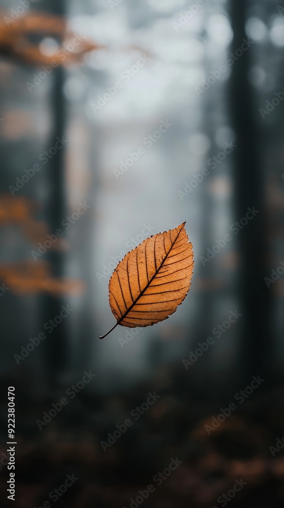 Obraz premium Single orange leaf falling from tree in autumn forest