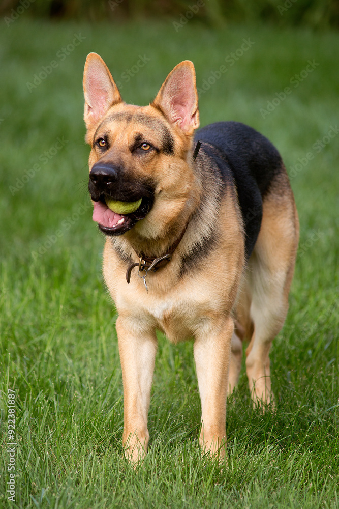 German Shepherd with Tennis Ball German Shepherd with Tennis Ball