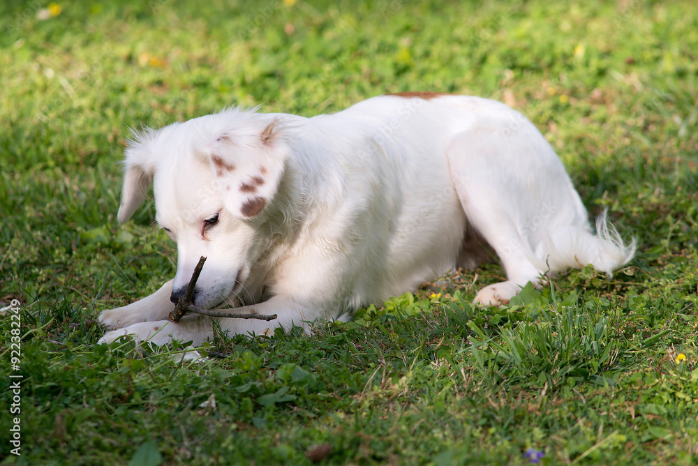 White Terrier Staring At Stick White Terrier Staring At Stick