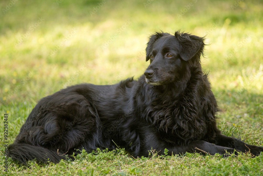 Black Border Collie Black Border Collie