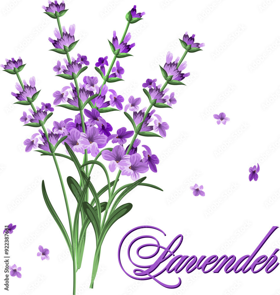 Sprigs of lavender in the illustration.Vector illustration with lavender flowers on a transparent background with text. Sprigs of lavender in the illustration.Vector illustration with lavender flowers on a transparent background with text.