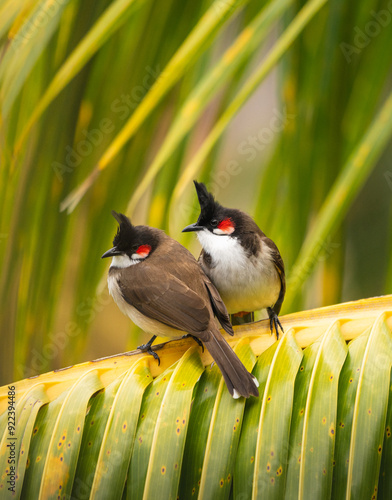 Lovebirds enjoy a sunny day sitting on a palm tree in Mauritius, Africa.