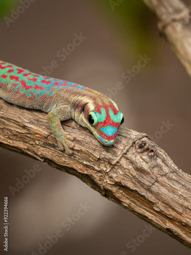 Close-up of a brightly colored lizard in the jungle of Mauritius, Africa.
