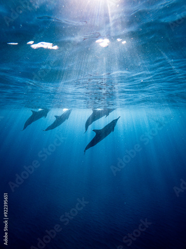A group of wild dolphins reaching for the surface in Indian Ocean in Mauritius, Africa.