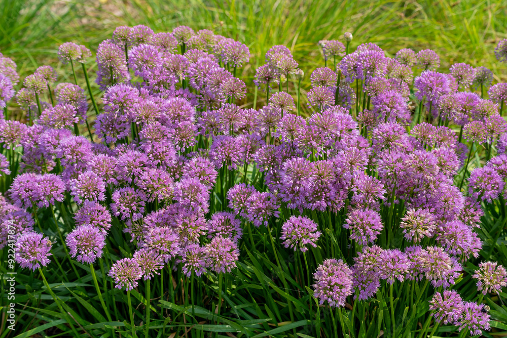 Allium 'Millenium,' Ornamental Onion, In The Native Plant Garden In Wisconsin Allium 'Millenium,' Ornamental Onion, In The Native Plant Garden In Wisconsin
