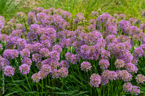 Allium 'Millenium,' Ornamental Onion, In The Native Plant Garden In Wisconsin