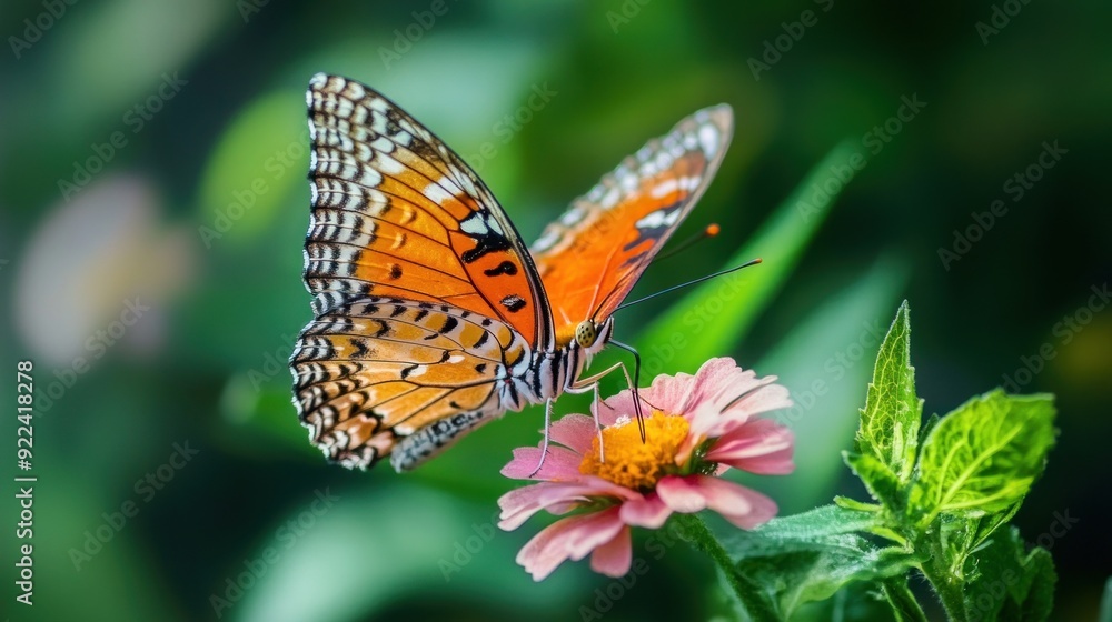 Closeup of an Orange and Black Butterfly on a Pink Flower Closeup of an Orange and Black Butterfly on a Pink Flower
