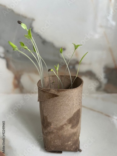 Pot experiment on seed germination in recycled material