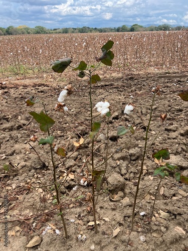 Cotton plants in the middle of an arid agroecosystem