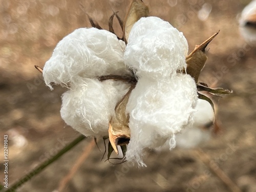 Cotton plants in the middle of an arid agroecosystem