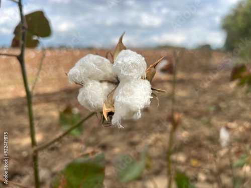 Cotton plants in the middle of an arid agroecosystem