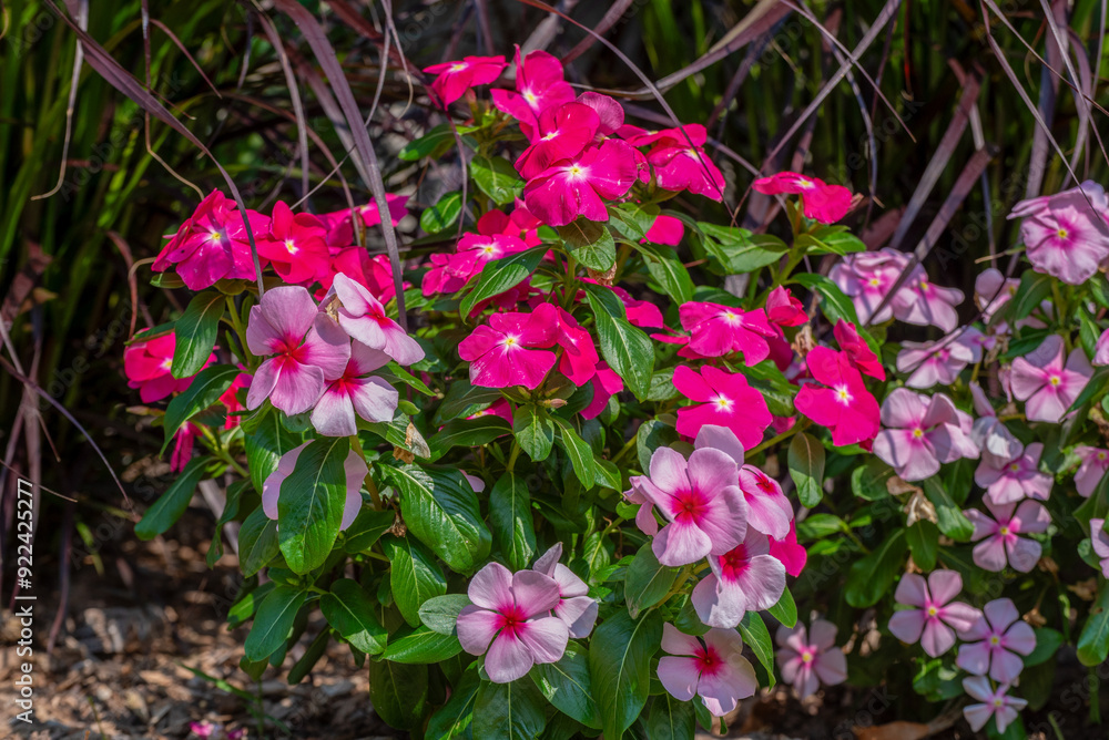 Vinca, Madagascar Periwinkle, Plants Growing In A Park Planter In Wisconsin In Summer Vinca, Madagascar Periwinkle, Plants Growing In A Park Planter In Wisconsin In Summer